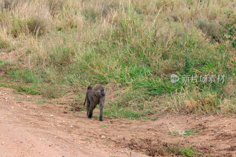 橄榄色狒狒(Papio anubis)在坦桑尼亚塞伦盖蒂国家公园的稀树草原上散步